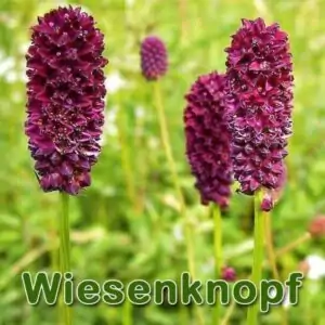 Futterpflanzen: Kleine Wiesenknopf (Sanguisorba minor) und Große Wiesenknopf (Sanguisorba officinalis)